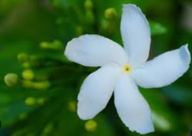 Tabernaemontana divaricata CRAPE JASMINE Seeds FJ
