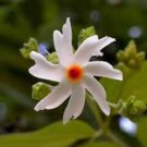 Nyctanthes arbor tristis NIGHT FLOWERING JASMINE Seeds FJ