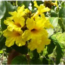Markhamia lutea NILE TRUMPET TREE! Seeds FJ