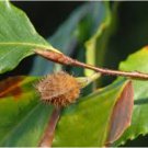 Fagus grandifolia AMERICAN BEECH TREE Seeds FJ