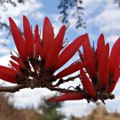 Erythrina variegata CORAL TREE Seeds! EXOTIC FJ
