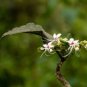 Clerodendrum infortunatum HILL GLORY BOWER Seeds FJ