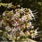 Clerodendrum infortunatum HILL GLORY BOWER Seeds FJ