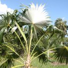 Coccothrinax barbadensis BARBADOS THATCH PALM Seeds FJ