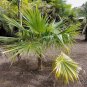 Coccothrinax barbadensis BARBADOS THATCH PALM Seeds FJ