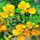 Cassia phyllodinea CASSIA Yellow flowers SEEDS FJ