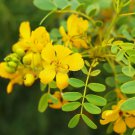 Cassia condolleana CASSIA Yellow flowers SEEDS FJ