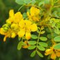 Cassia condolleana CASSIA Yellow flowers SEEDS FJ