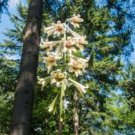 Cardiocrinum giganteaum GIANT HIMALAYAN LILY Seeds FJ