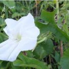 Calonyction aculeatum syn Ipomoea alba MOONFLOWER VINE Seeds FJ
