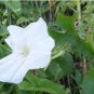 Calonyction aculeatum syn Ipomoea alba MOONFLOWER VINE Seeds FJ