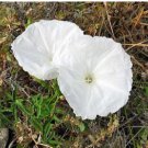 Ipomoea cairica Alba FIVE FINGERED MORNING GLORY Seeds FJ