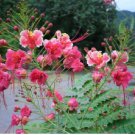 Caesalpinia pulcherrima PINK BIRD OF PARADISE SHRUB Seeds FJ