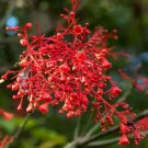 Brachychiton acerifolius HARDY AUSTRALIAN BOTTLE TREE Seeds FJ
