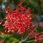 Brachychiton acerifolius HARDY AUSTRALIAN BOTTLE TREE Seeds FJ