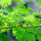 Acacia caesia ACACIA TREE Exotic SEEDS FJ