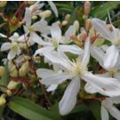 Clematis armandii EVERGREEN CLEMATIS Seeds FJ