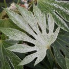 Fatsia japonica SPIDERS WEB JAPANESE ARALIA Seeds VERY EXOTIC FJ