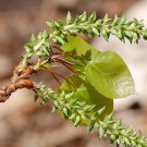 Populus tremuloides QUAKING ASPEN TREE Seeds FJ