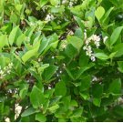 Ligustrum japonicum JAPANESE PRIVET - EVERGREEN SHRUB Hardy 1 Plant FJ