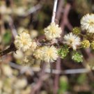 Acacia planifrons ACACIA Exotic SEEDS FJ