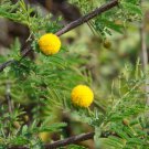 Acacia confusa HARDY ACACIA Exotic SEEDS FJ