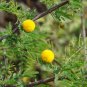 Acacia confusa HARDY ACACIA Exotic SEEDS FJ