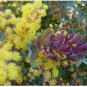 Acacia ferruginea HARDY ACACIA Exotic SEEDS FJ