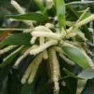 Acacia holosericea ACACIA Exotic SEEDS FJ