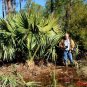 Sabal minor McCurtain COLD HARDY DWARF PALMETTO Seeds FJ