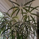 Schefflera (Dizygotheca) elegantissima FALSE ARALIA Seeds FJ