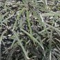 Schefflera (Dizygotheca) elegantissima FALSE ARALIA Seeds FJ