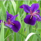 Iris BLACK GAMECOCK LOUISIANA IRIS Deep Purple, Almost Black Blooms FJ
