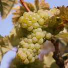 Vitis vinifera Riesling WINE GRAPE Seeds FJ