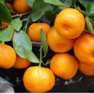 Citrus reticulata Murcott HONEY TANGERINE Tree SEEDS FJ