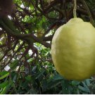 Citrus limon PONDEROSA LEMON Tree SEEDS FJ