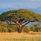 Acacia senegal GUM ACACIA TREE Exotic SEEDS FJ