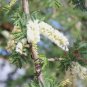 Acacia senegal GUM ACACIA TREE Exotic SEEDS FJ