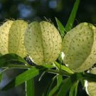 Asclepias physocarpa syn Gomphocarpus FAMILY JEWELS - attracts Monarchs - SEEDS FJ