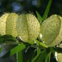 Asclepias physocarpa syn Gomphocarpus FAMILY JEWELS - attracts Monarchs - SEEDS FJ