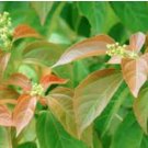 Croton tiglium PURGING CROTON TREE Seeds FJ