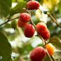 Croton tiglium PURGING CROTON TREE Seeds FJ
