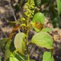 Croton tiglium PURGING CROTON TREE Seeds FJ