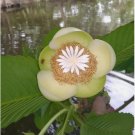 Dillenia indica ELEPHANT APPLE TREE Seeds FJ
