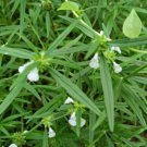 Leucas aspera THUMBAI 10 Seeds FJ