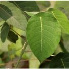 Sapium baccatum UNUSUAL TREE Seeds FJ