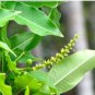 Sapium baccatum UNUSUAL TREE Seeds FJ