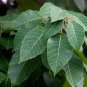 Sapium baccatum UNUSUAL TREE Seeds FJ