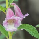 Sesamum indicum SESAME 10 Seeds FJ