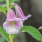 Sesamum indicum SESAME 10 Seeds FJ